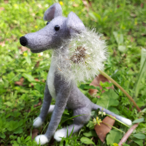 羊毛フェルト　イタリアングレーハウンド　イタグレ The latest commission of Italian Greyhound's been completed