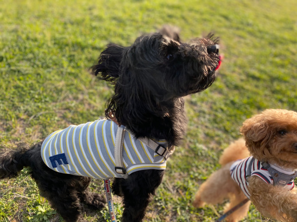 犬服 カジュアル おしゃれ 可愛い シンプル ボーダー スポーティー ニット デニム イニシャル タンクトップ 4枚目の画像