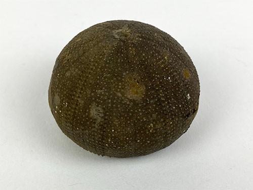 ジュラ紀中期 ウニ 化石 モロッコ産
