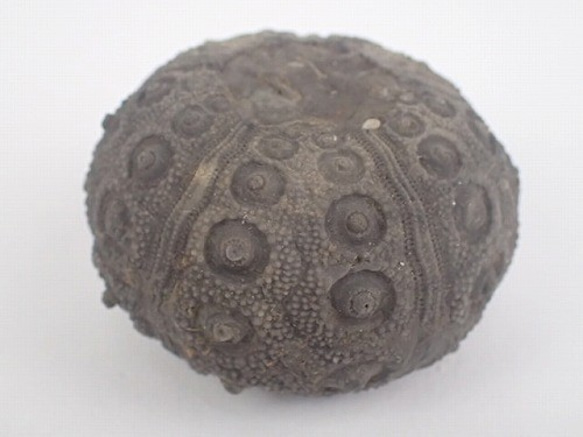 モロッコ産 ワニの椎骨化石 モロッコ産 ワニの椎骨化石 モロッコ産