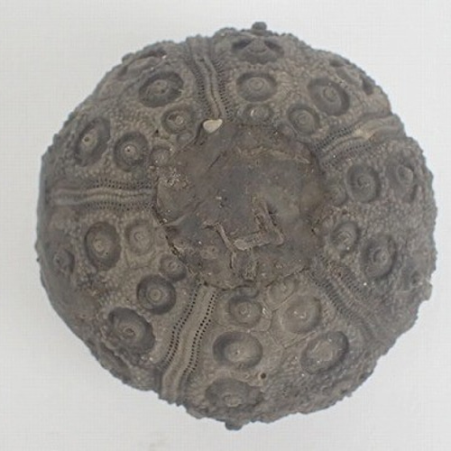 ジュラ紀中期 ウニ 化石 モロッコ産1 その他インテリア雑貨