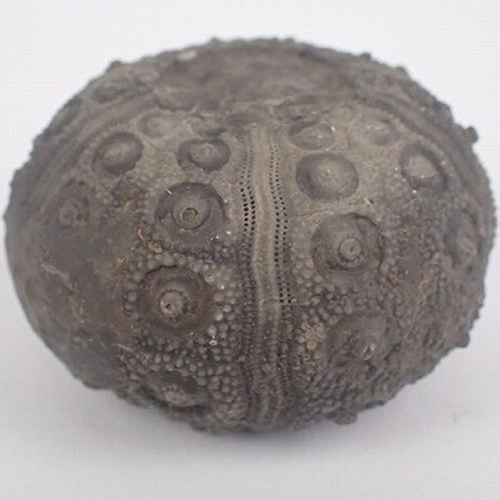 ジュラ紀中期 ウニ 化石 モロッコ産1 その他インテリア雑貨