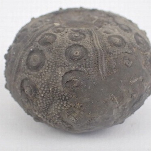 ウニ 化石 北海道 産 国産化石 ウニ 化石 北海道 産 国産化石