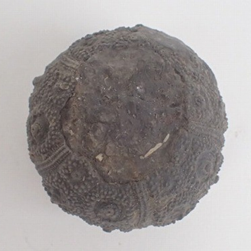 ジュラ紀中期 ウニ 化石 モロッコ産1 その他インテリア雑貨