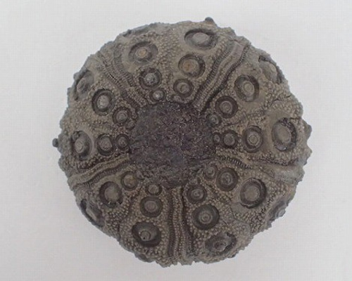 ジュラ期 化石 うに ウニ