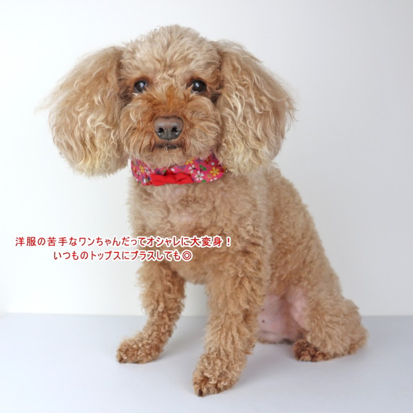 犬猫用 丸衿 付けえり 桜金ラメ 桃色 ひな祭り 和装 シャツカラー つけ襟 結婚式 首輪 チョーカー ペット 2枚目の画像