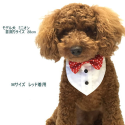 首回り32cm～　白シャツ風蝶ネクタイバンダナ ドットリボン 犬猫用 【LL/FB-S～Lサイズ】 4枚目の画像