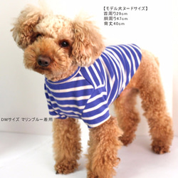 先染め天竺ボーダーTシャツ 犬服 【3S～2L/ダックス/フレブルサイズ】半袖 5枚目の画像