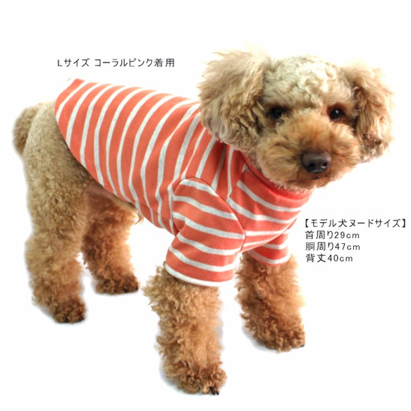 先染め天竺ボーダーTシャツ 犬服 【3S～2L/ダックス/フレブルサイズ】半袖 6枚目の画像