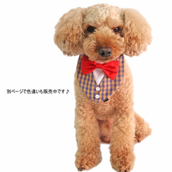 カラーチェックベスト風  ブルー 【S～LL/FB-S～FB-L】犬 猫 タキシード 結婚式 ペット リングドッグ 6枚目の画像