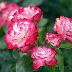 在庫写真 バラ売り可 2L花写真 バラ007 127x178㎜ (A4、A3もあります) 写真・グラフィック