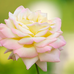 椿ページ SCYE BASICS サイ ベーシックス サンホアキン綿 2プリーツ