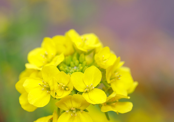 2L花写真　菜の花002　172㎜x121㎜ (A4、A3もあります) 1枚目の画像