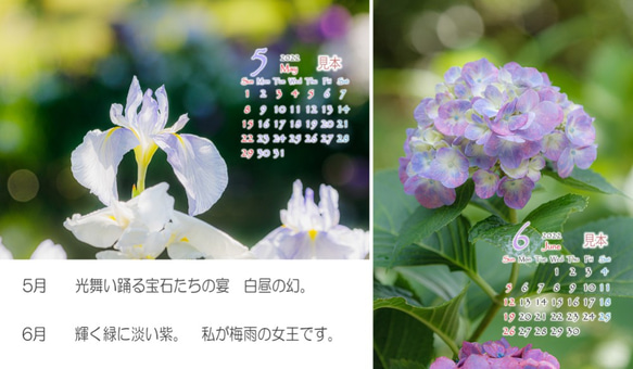 Power of Flower　2022年花のカレンダー２L12枚入り　白い額付き 4枚目の画像