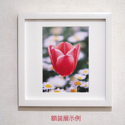 2L花写真 チューリップ005 127x178㎜ (A4、A3もあります) 写真