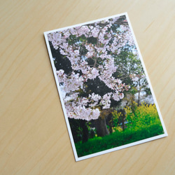 選べるポストカード3枚セット【No.S02 さくら】 2枚目の画像