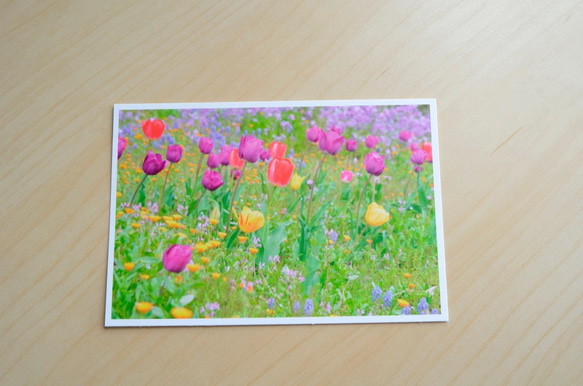 選べるポストカード3枚セット【No.S03 春の庭】 2枚目の画像