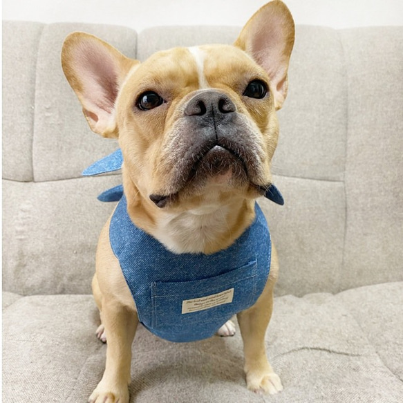 夏ひんやり♡デニム風お洒落クールエプロン♡  犬服、犬服ハンドメイド、小型犬服、フレンチブルドッグ、フレブル 2枚目の画像