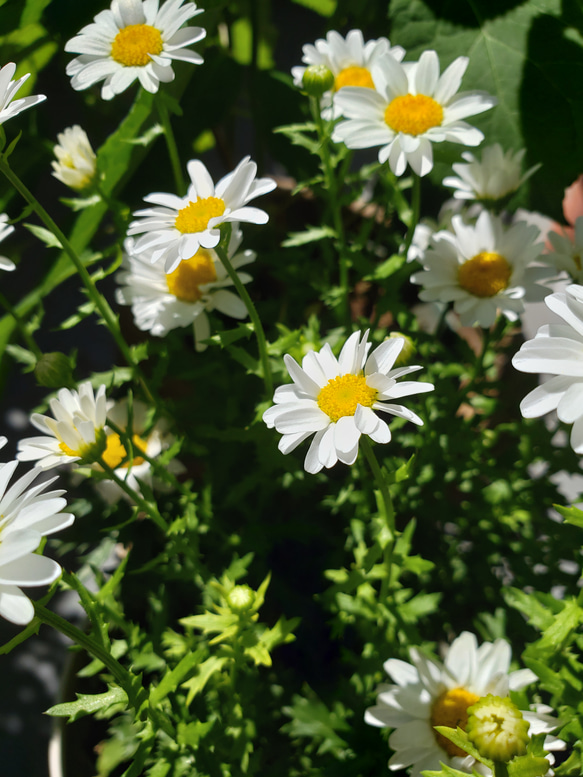 再販　本物のお花のポニーフック　　ノースポール 8枚目の画像