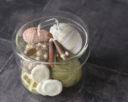 ウニ骨格キャニスター 9種類15個の個性的な海胆の骨格 その他