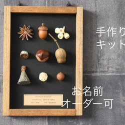 美しい木の実のようなキリアツメ【標本】 美しい木の実のようなキリアツメ【標本】