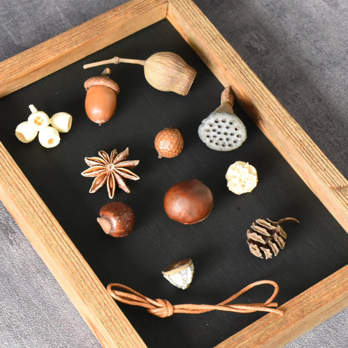 美しい木の実のようなキリアツメ【標本】 美しい木の実のようなキリアツメ【標本】 昆虫学者が長年