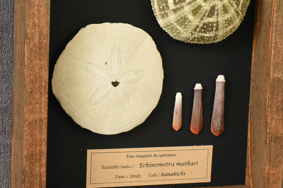 【海胆骨格標本】Echinometra mathaei 2枚目の画像