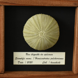 送料無料［海胆骨格標本］Hemicentrotus pulcherrimus 3枚目の画像