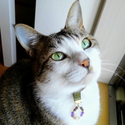 【猫さんのための天然石チャーム】アイオライト 4枚目の画像
