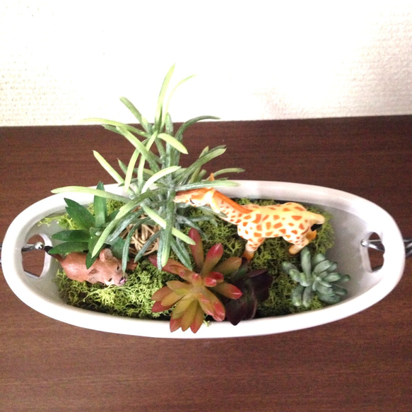 箱庭サバンナ☆ゆりかご☆多肉植物アレンジ 2枚目の画像