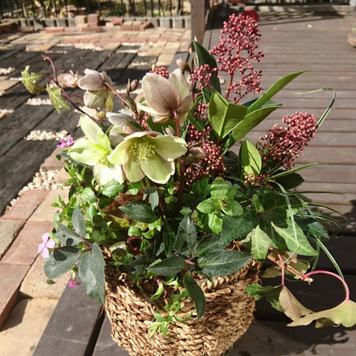 クリスマスローズとシキミアのバスケットアレンジ 寄せ植え その他