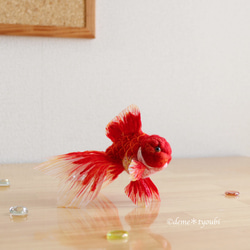 赤い金魚-オランダ獅子頭- 2枚目の画像