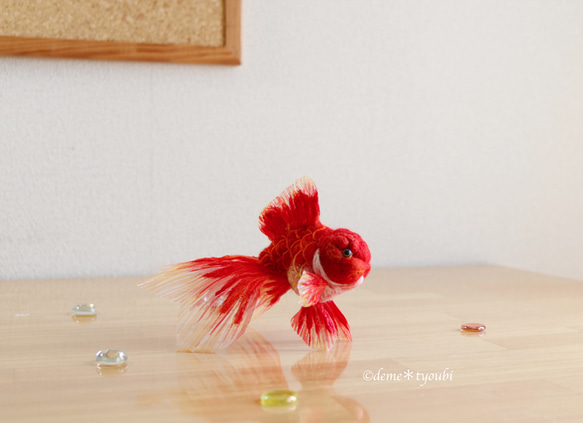 赤い金魚-オランダ獅子頭- 2枚目の画像