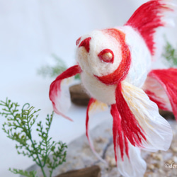 閃亮錦 - 印花棉布 - 雪晶金魚羊毛氈生日寵物動物水族館聖誕節 第4張的照片