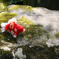 鱗付き四尾和金　金魚　羊毛フェルト　誕生日　ペット　動物　アクアリウム　透明　ホワイトデー　春　夏 7枚目の画像