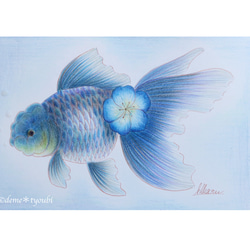 青文魚 金魚 色鉛筆 誕生日 ペット 動物 アクアリウム 透明 青 水 夏