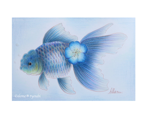 青文魚 金魚 色鉛筆 誕生日 ペット 動物 アクアリウム 透明 青 水 夏