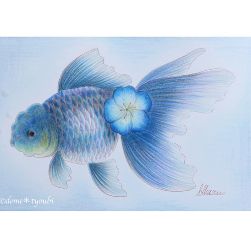 青文魚 金魚 色鉛筆 誕生日 ペット 動物 アクアリウム 透明 青 水 夏