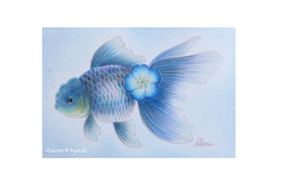 青文魚 金魚 色鉛筆 誕生日 ペット 動物 アクアリウム 透明 青