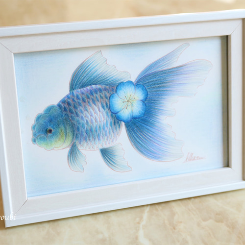 青文魚 金魚 色鉛筆 誕生日 ペット 動物 アクアリウム 透明 青 水 夏