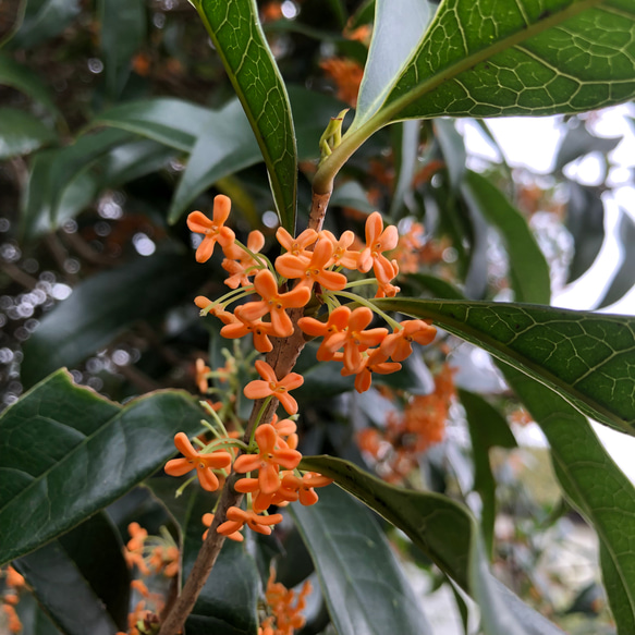 『2022年収穫』金木犀のドライフラワー  花材 2枚目の画像