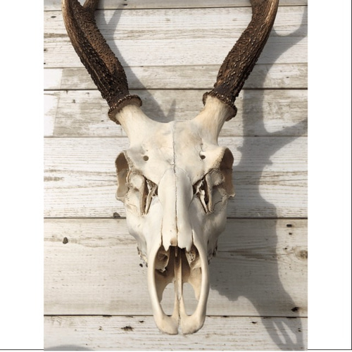 鹿の角左右対称な綺麗な形をしています