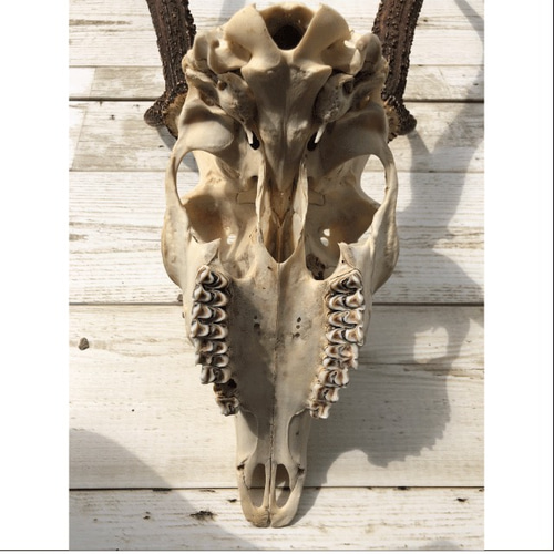 大分県産 鹿のツノ（トロフィー）キレイな頭蓋付き 希少な左右対称 