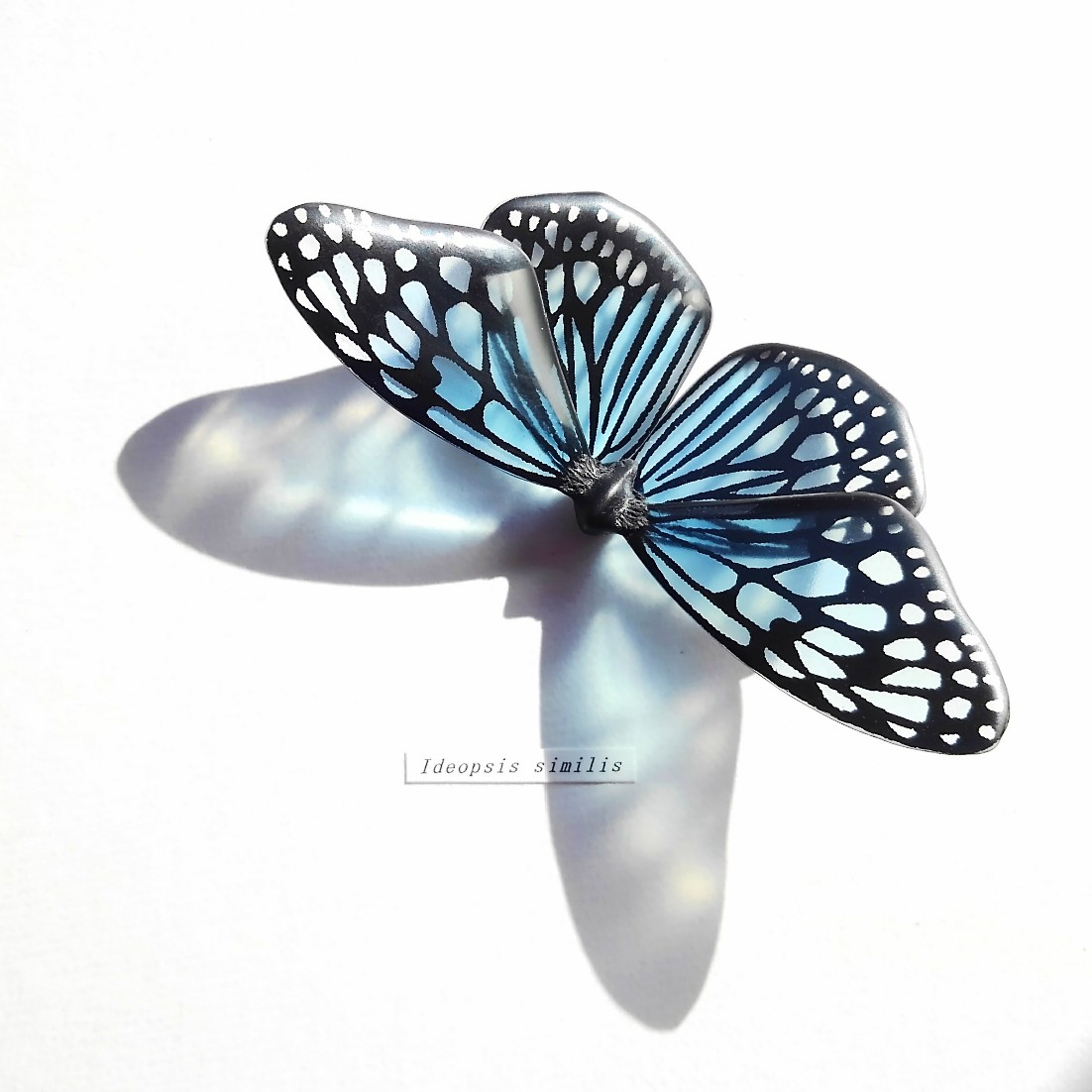 リュウキュウアサギマダラ【自然形】 7,500円