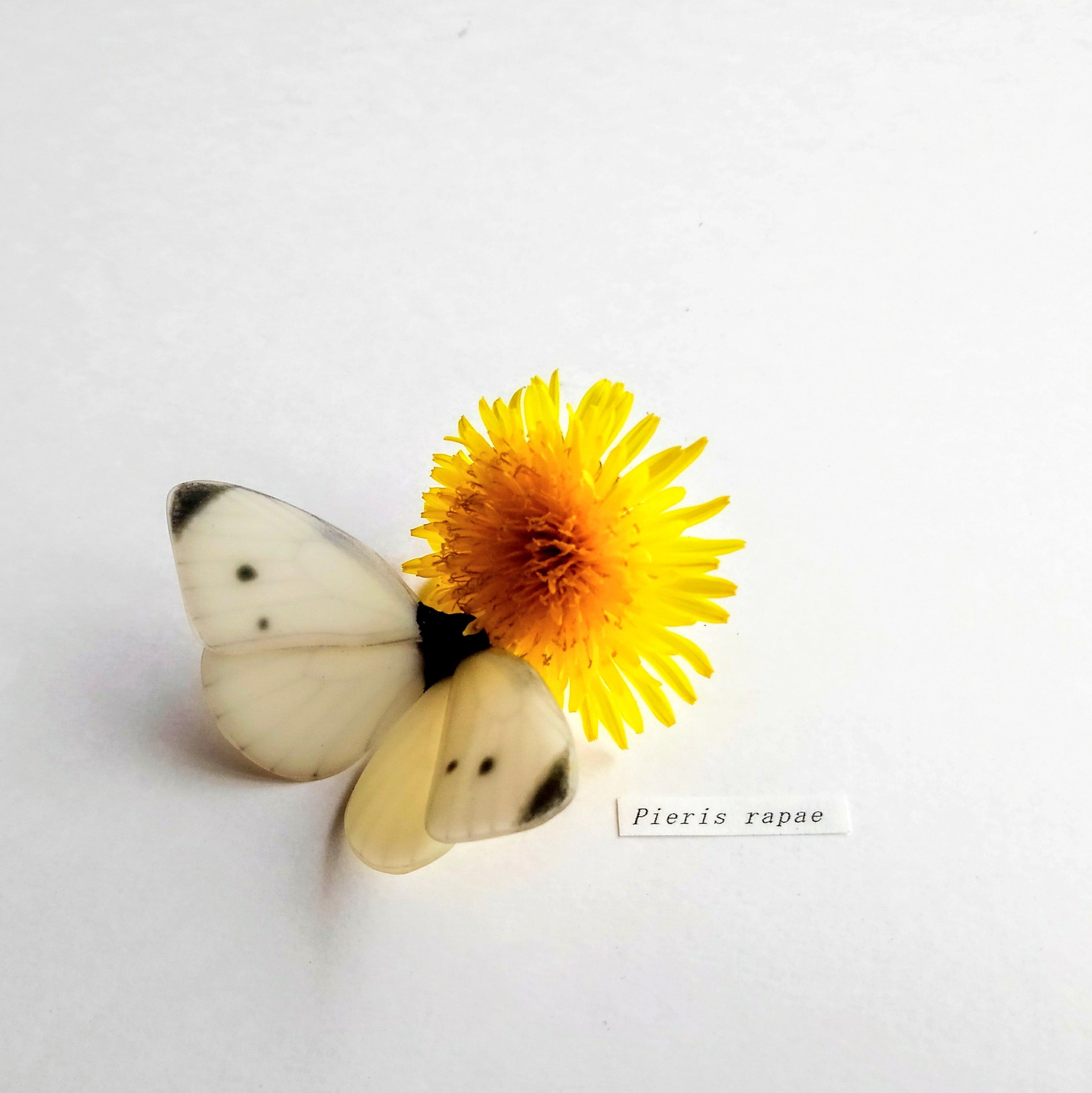 モンシロチョウ【自然形】