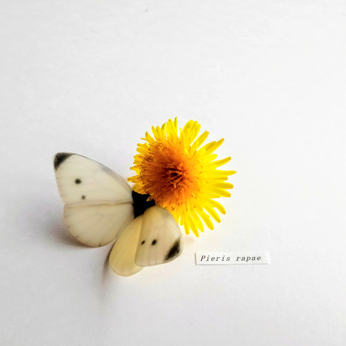 モンシロチョウ【自然形】 立体・オブジェ 優月館 通販 9329182