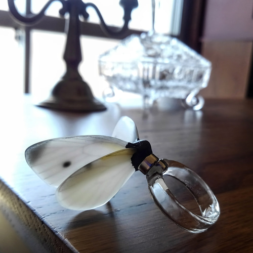 モンシロチョウ【自然形】 立体・オブジェ 優月館 通販 9329182