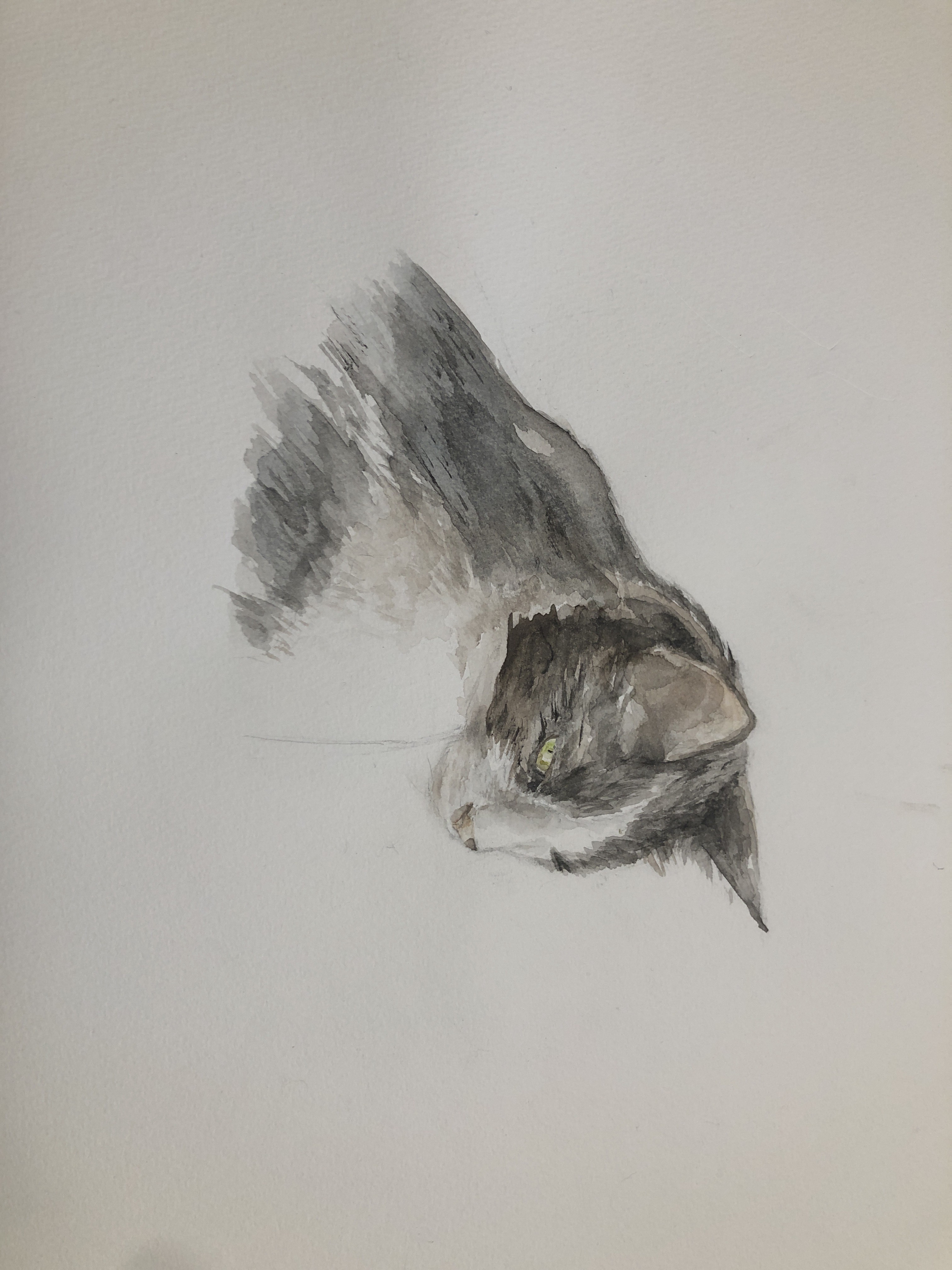 ハチワレ猫128 色鉛筆画 A4