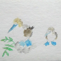 ガラパゴス島の青い足の鳥 1枚目の画像