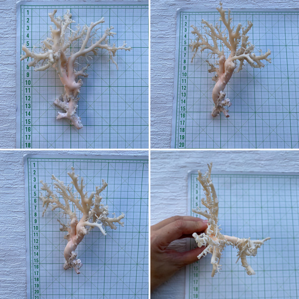 観賞用・宝石珊瑚オブジェ 9枚目の画像